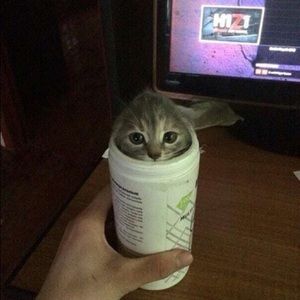 Meet your Posher, Albert